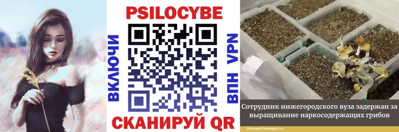 Псилоцибиновые грибы Psilocybine cubensis  Новопавловск 
